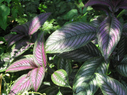 Magenta-hued leaves.