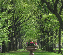 An archway of trees.