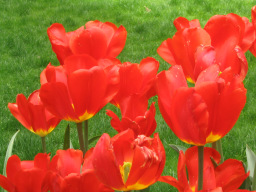 Tulips.